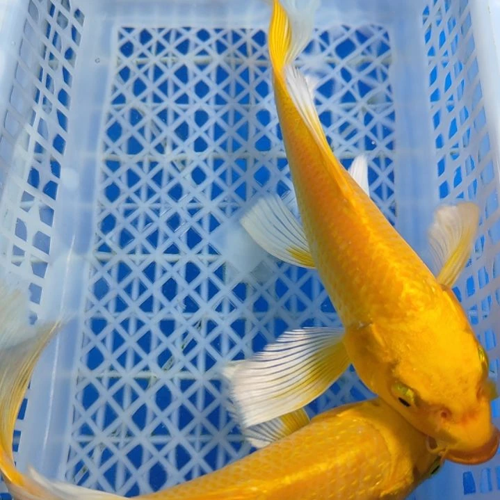 锦鲤黄两条13-15