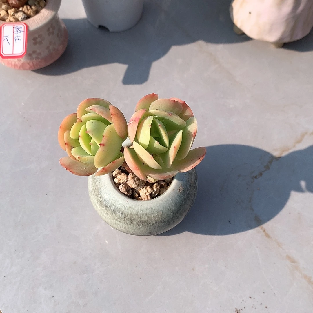 鸡蛋碧桃多肉植物