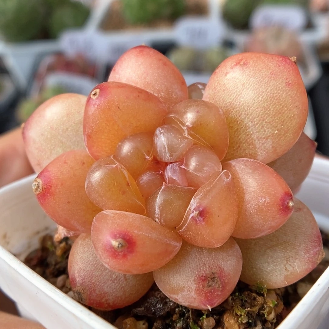 荆棘双头可拍9705号