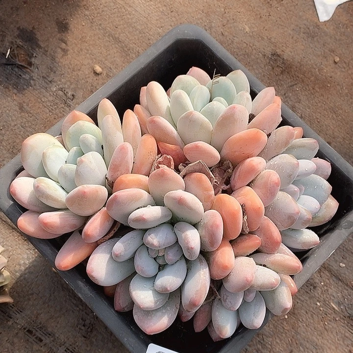 057香水一物一拍多肉