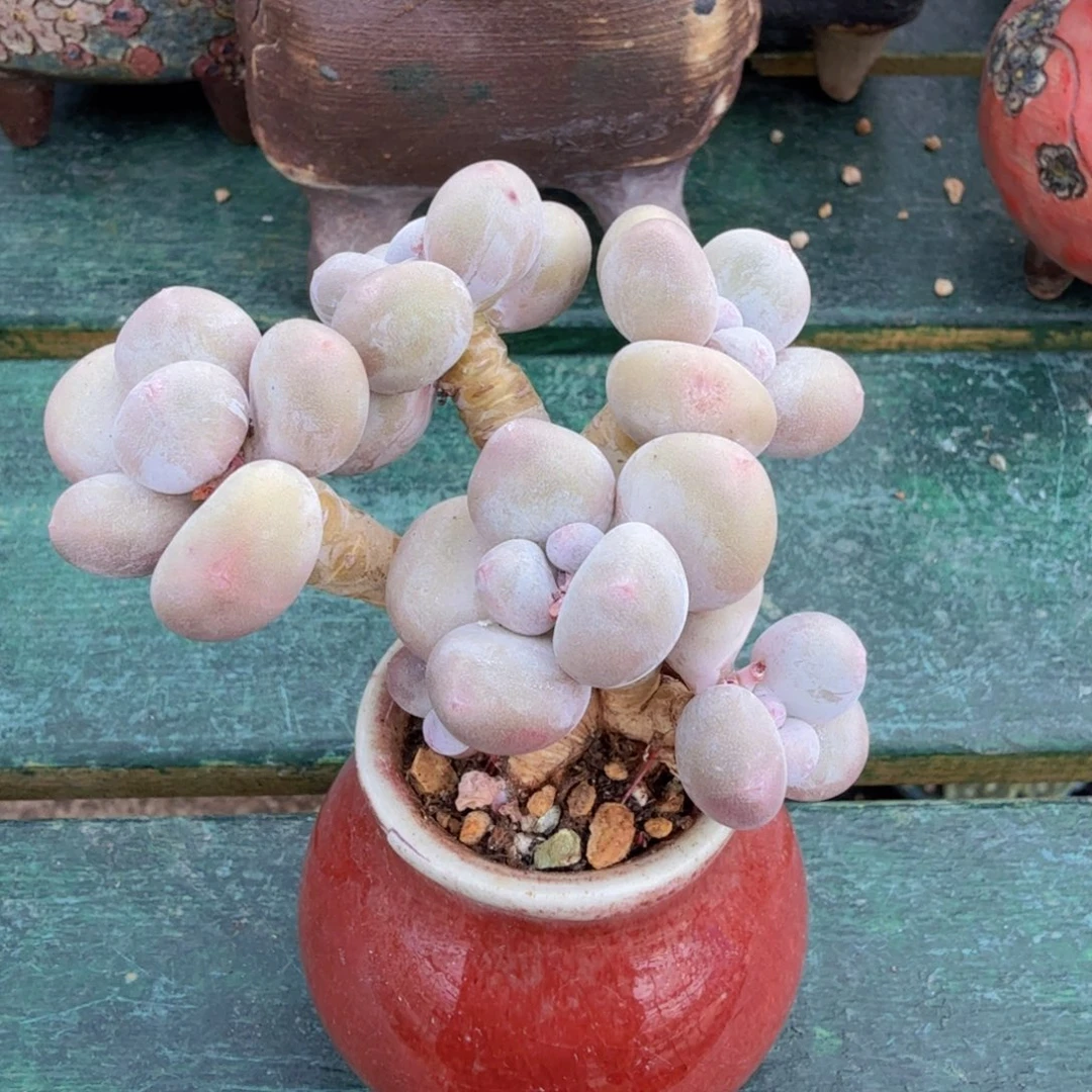 一物一拍拍下不退不换