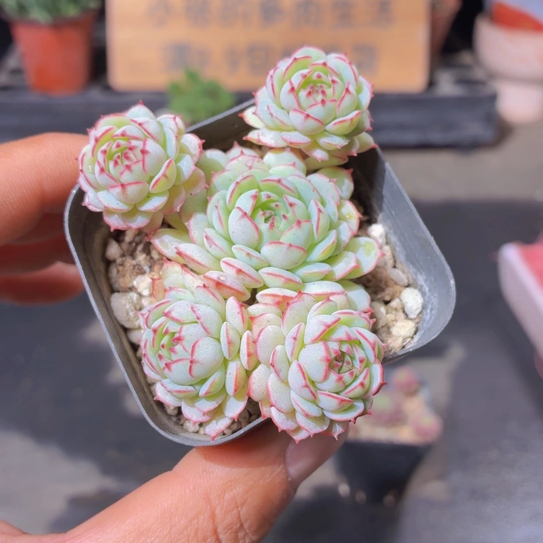 小红船多肉9.9包邮发货