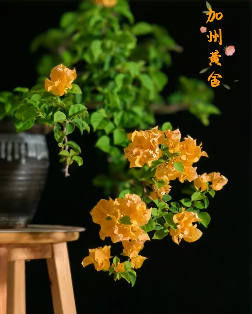 （不带花组合6棵）包对版三角梅袋苗花苗福建漳州基地发货 包品对版