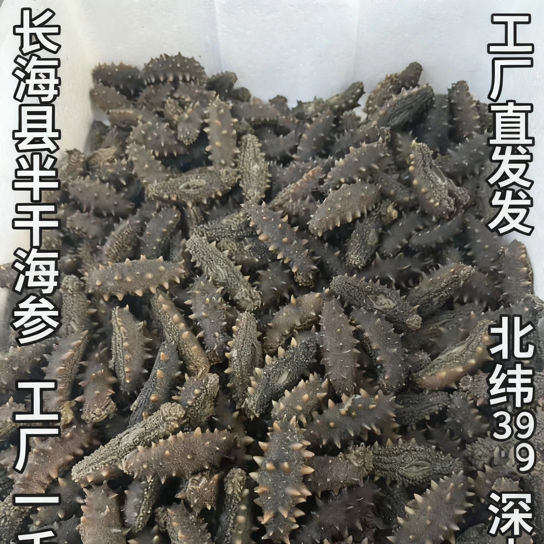 长海县大长山底播大火拉缸盐海参