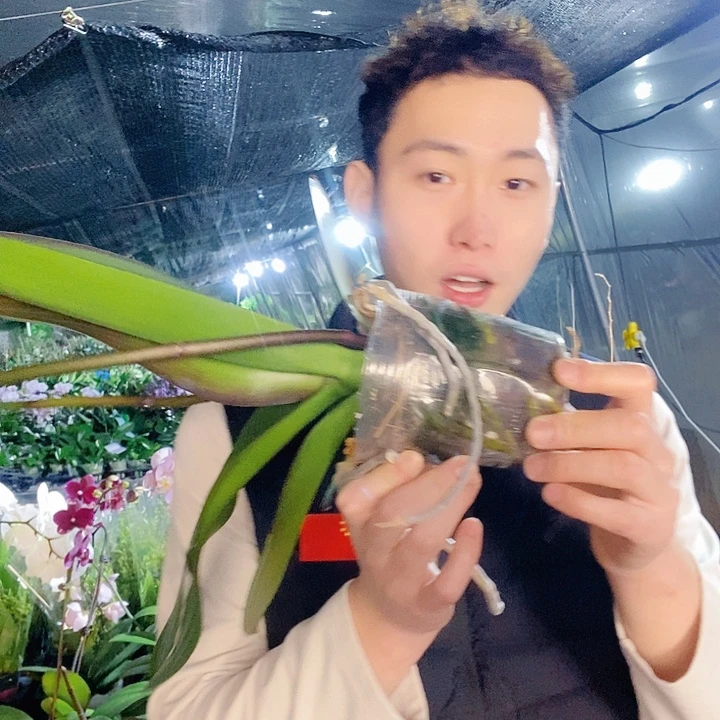 无花朵军团蝴蝶兰