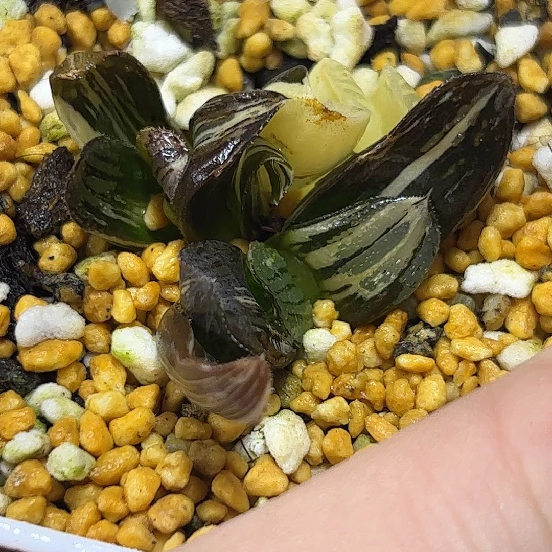 夜想之森锦十二卷多肉植物