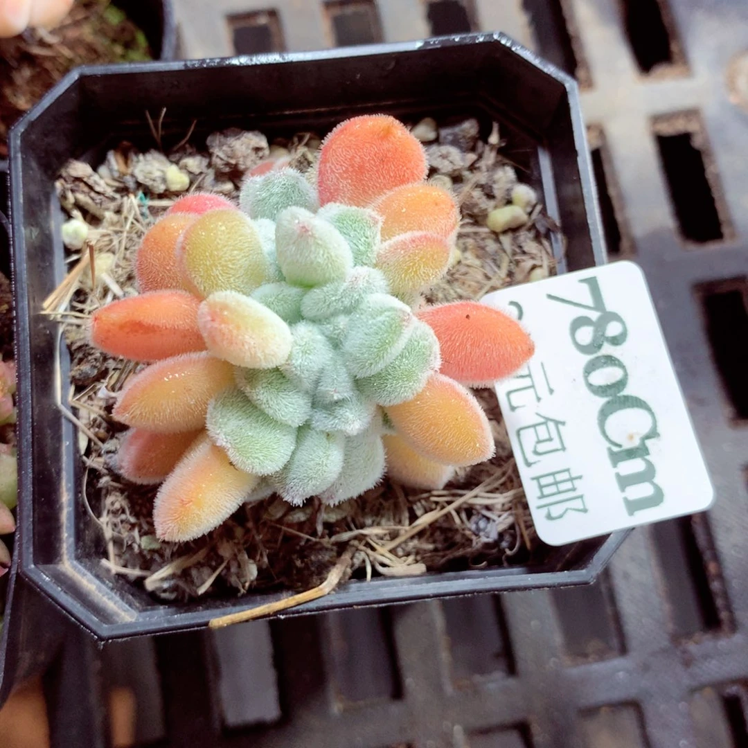 5厘米盆精控多肉780