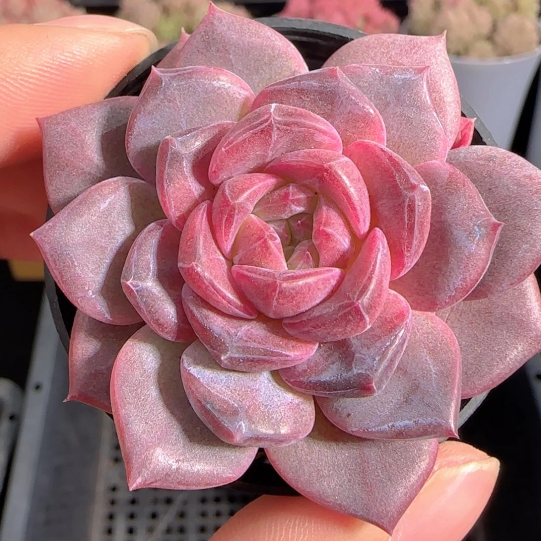 多肉0102-187琥珀天使珍妮