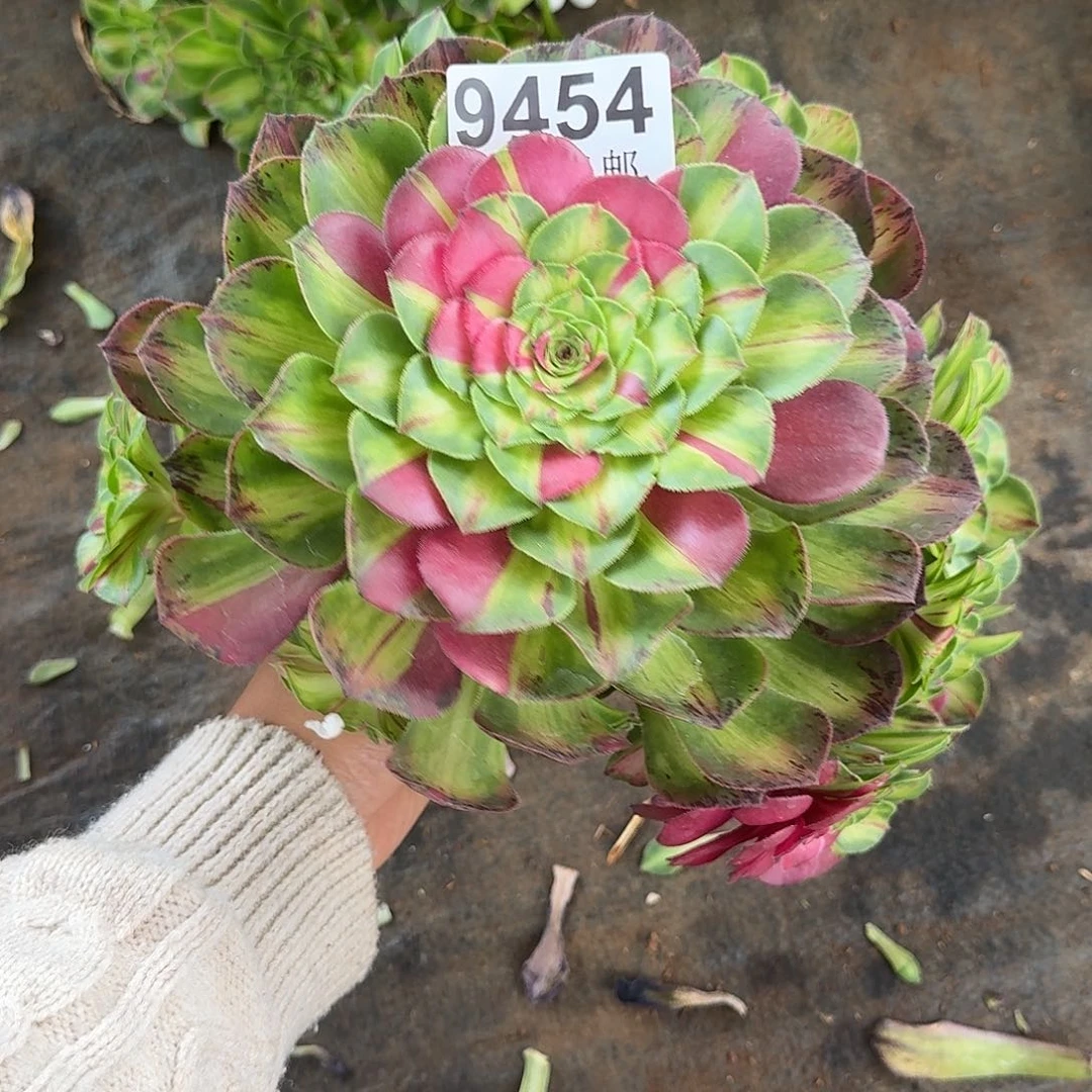 454 知否捧花多肉植物无根