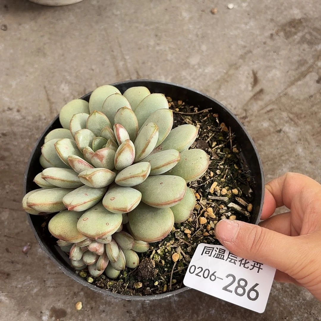 同温层多肉葡萄286