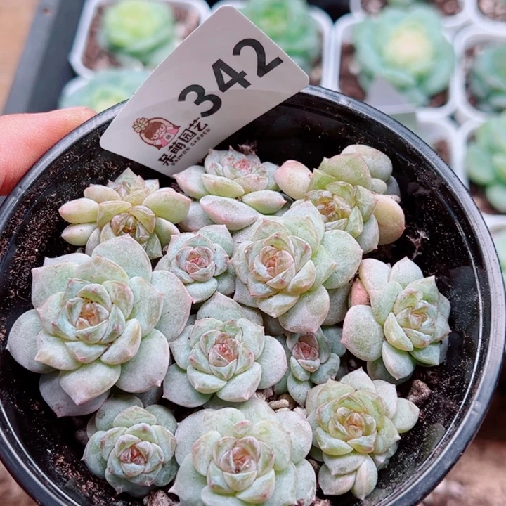 多肉植物多肉植物