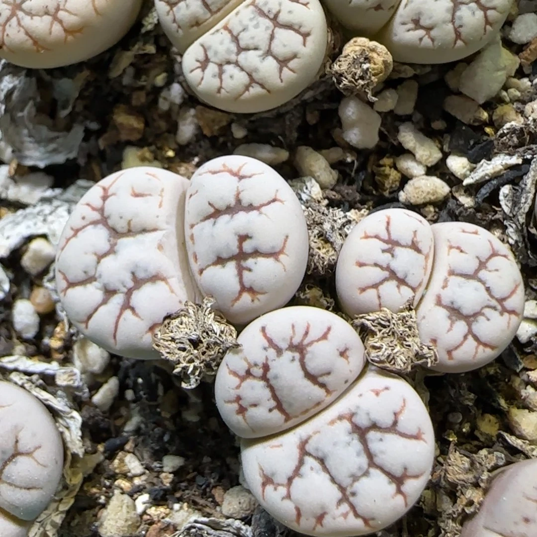 9.15。   云映。   2071