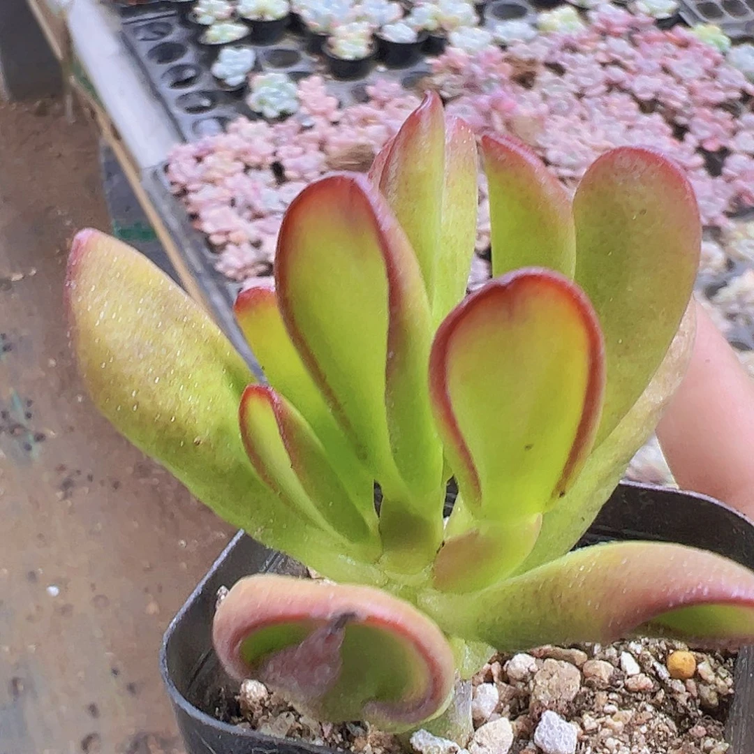 招财猫19包邮多肉