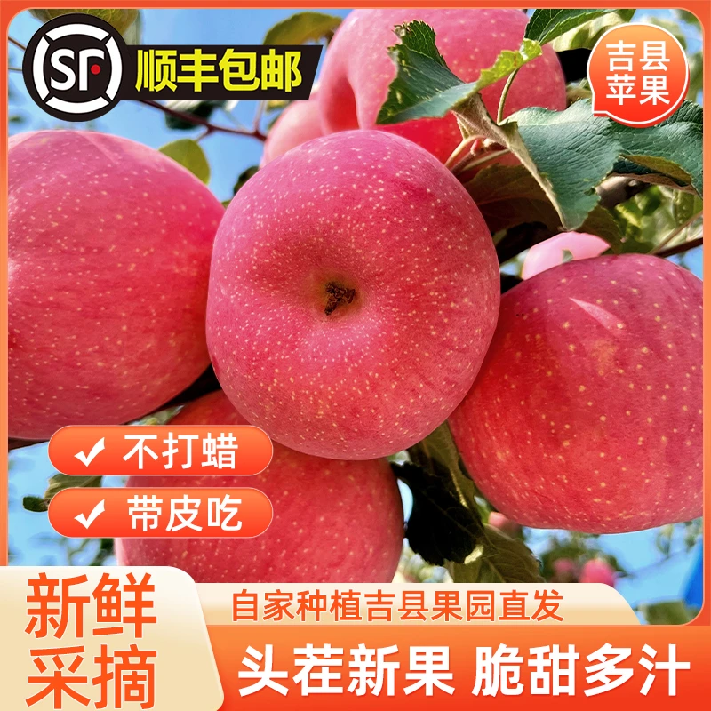 优选吉县红富士苹果正宗壶口新鲜整箱大果当季现发坏果包赔
