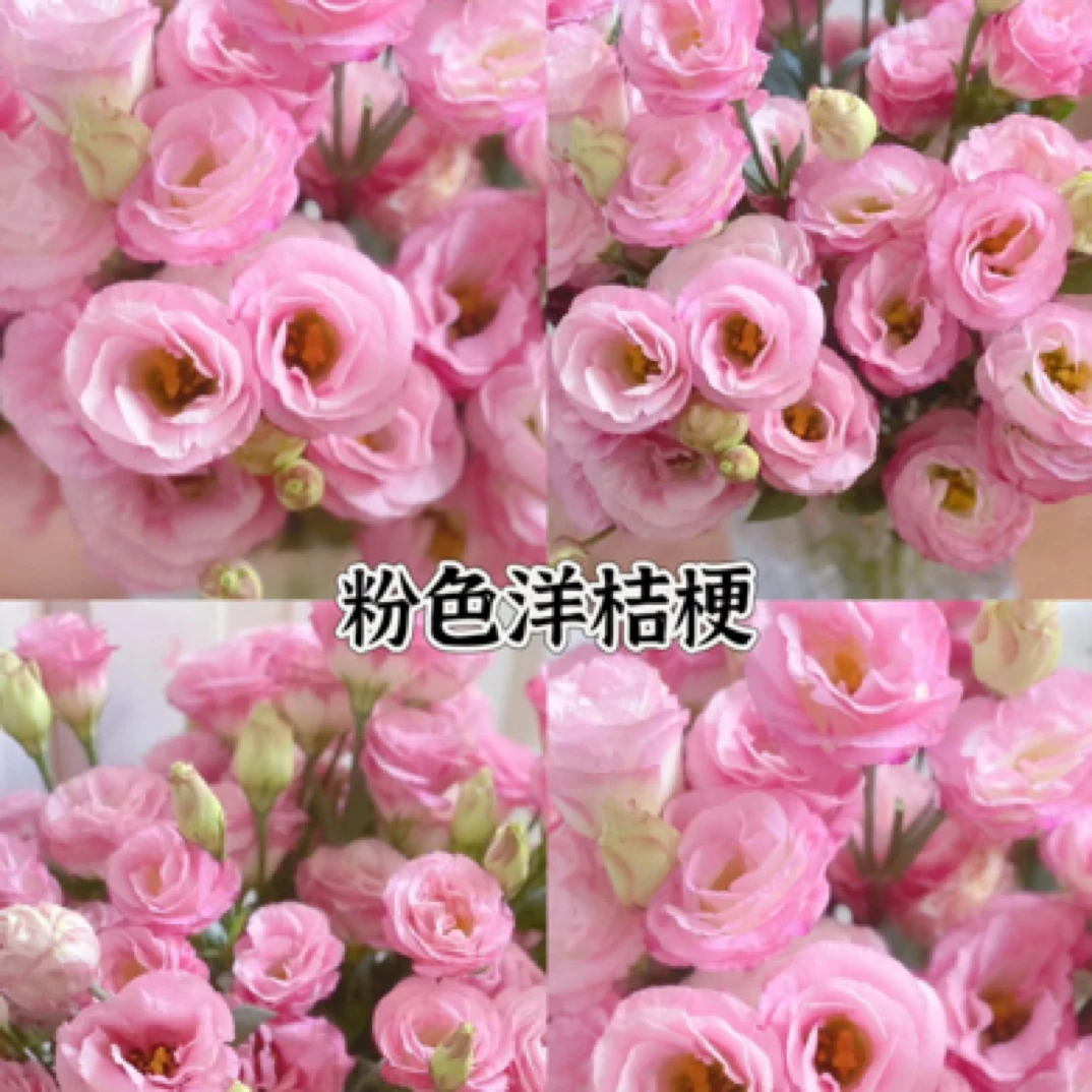 【洋桔梗无刺玫瑰】东北基地直发顺丰包邮花期超长家用插花