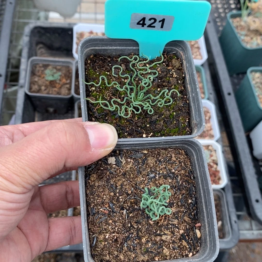 方便面弹簧草两颗