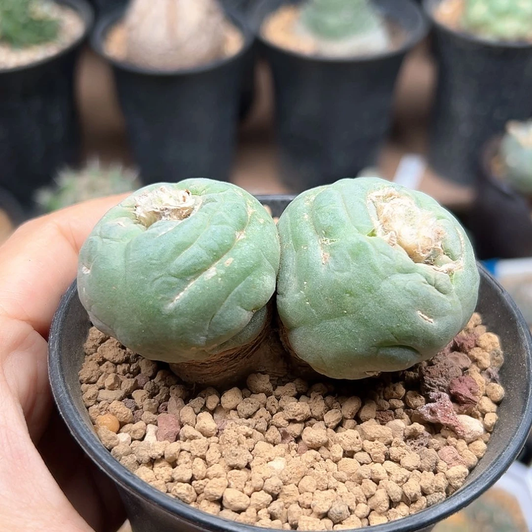实生毛缀海鲜双头7.5cm
