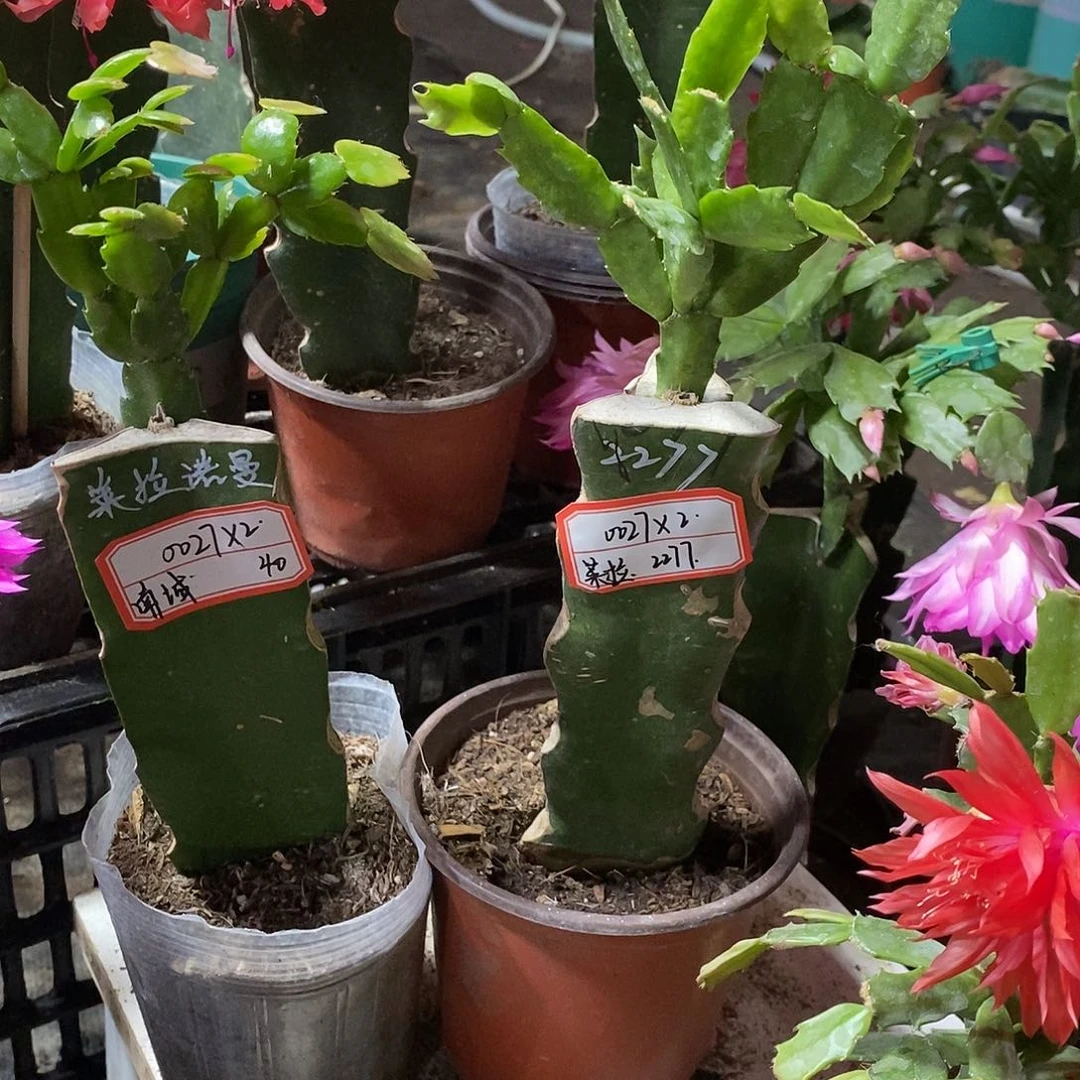 南***。无花朵0027*2（南城）40+3