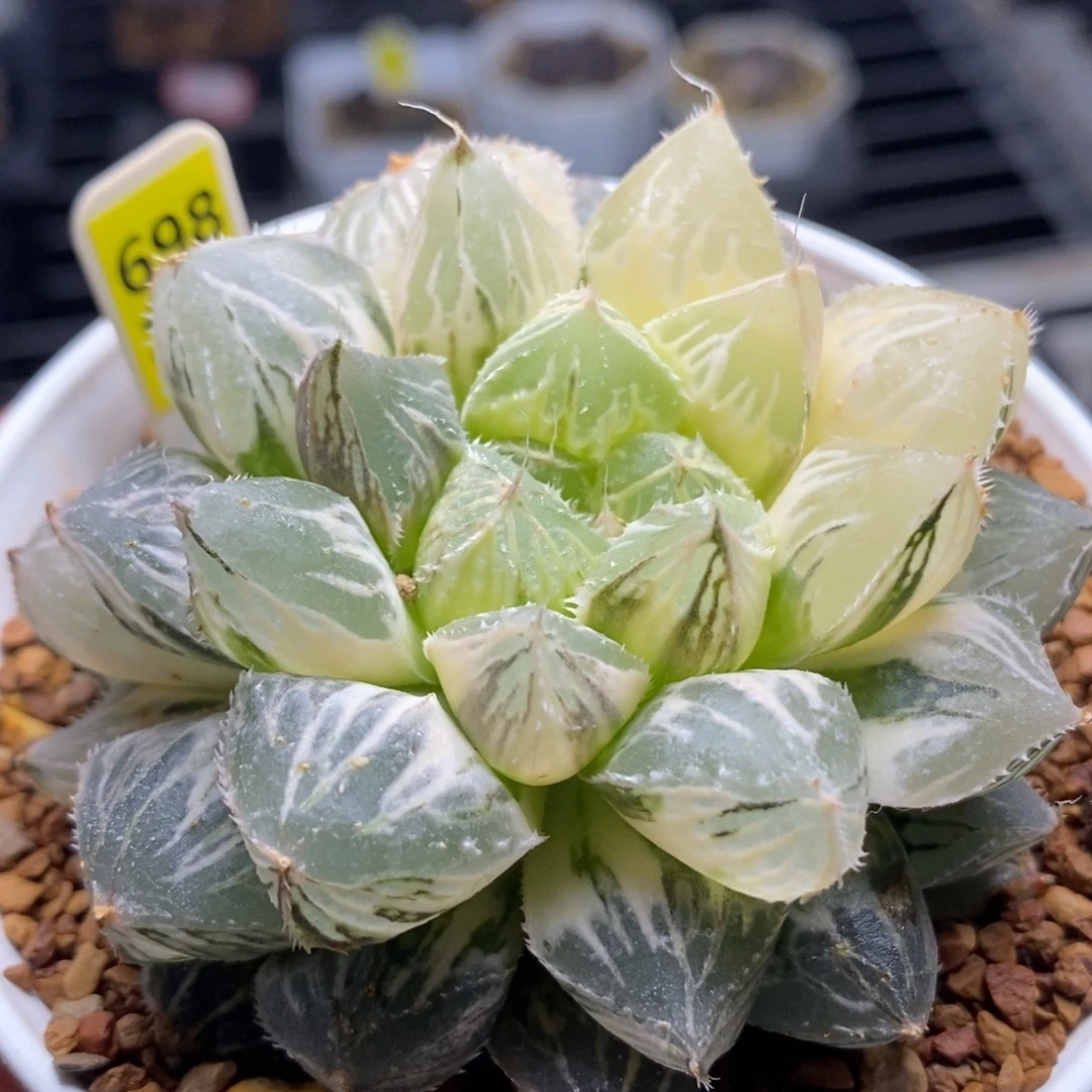 698大叶楼兰玉露锦