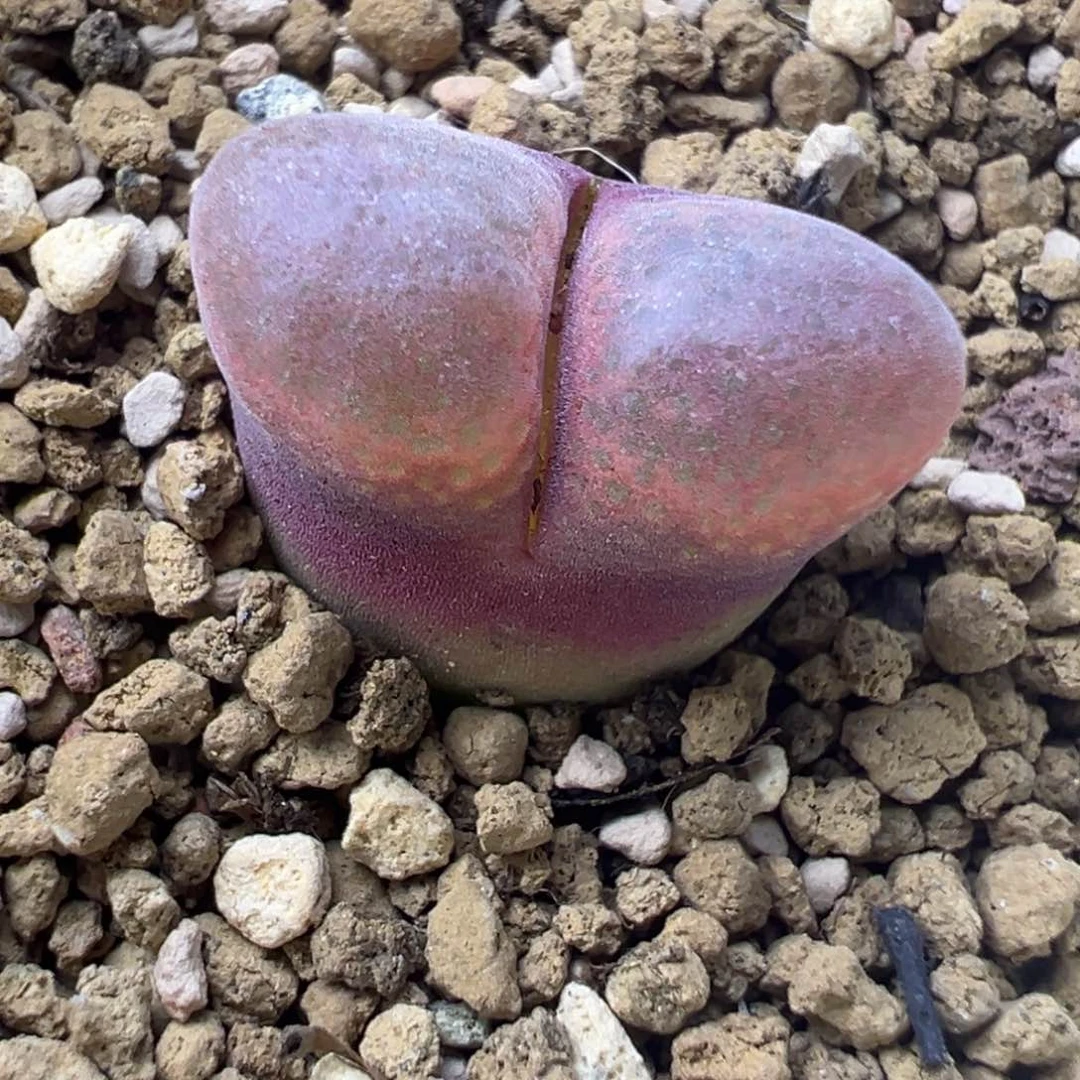 多肉植物风铃母本