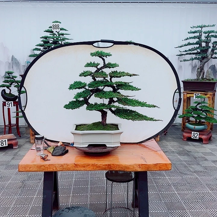 无花朵松柏盆景，一物一拍