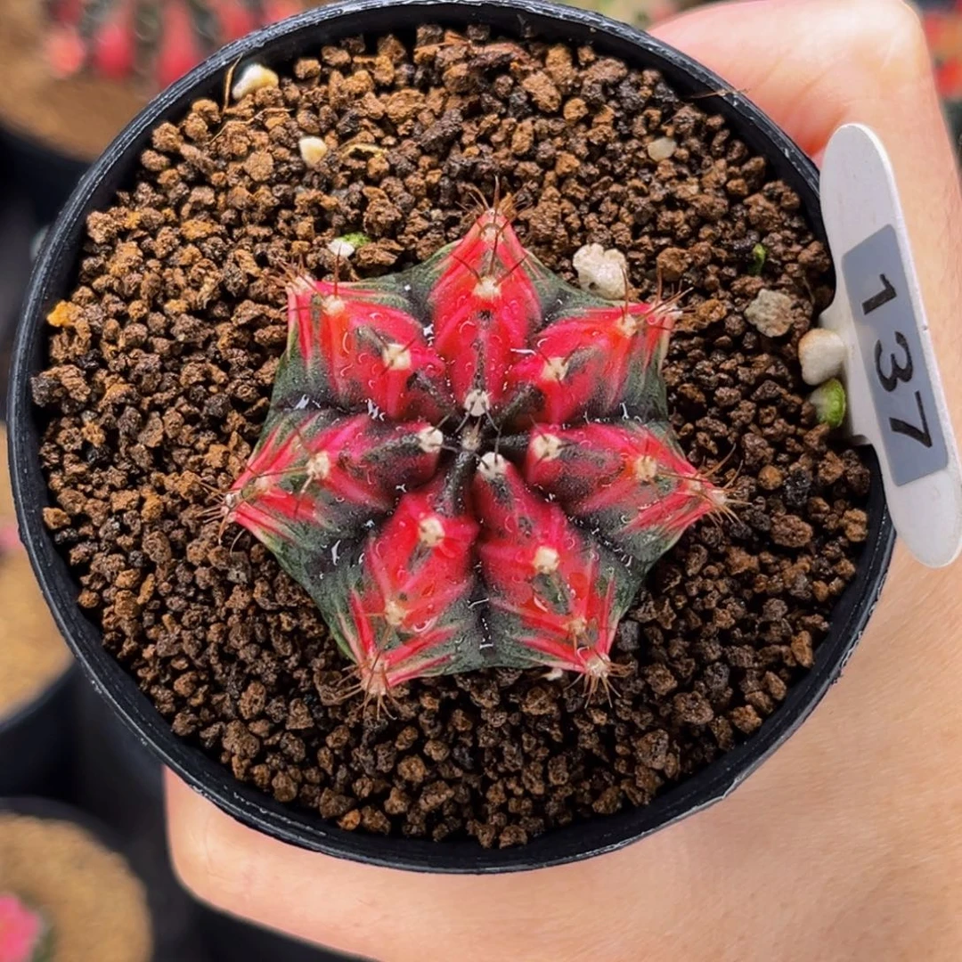 粉色天空 米哈仙人球