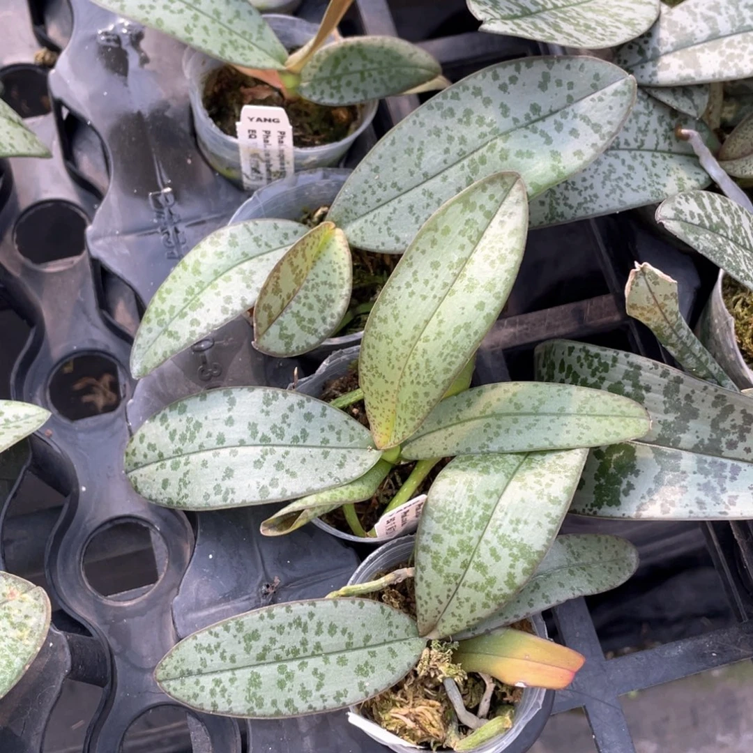 当前无花栽培后可以开花1.7eq交苏拉威西苗一颗
