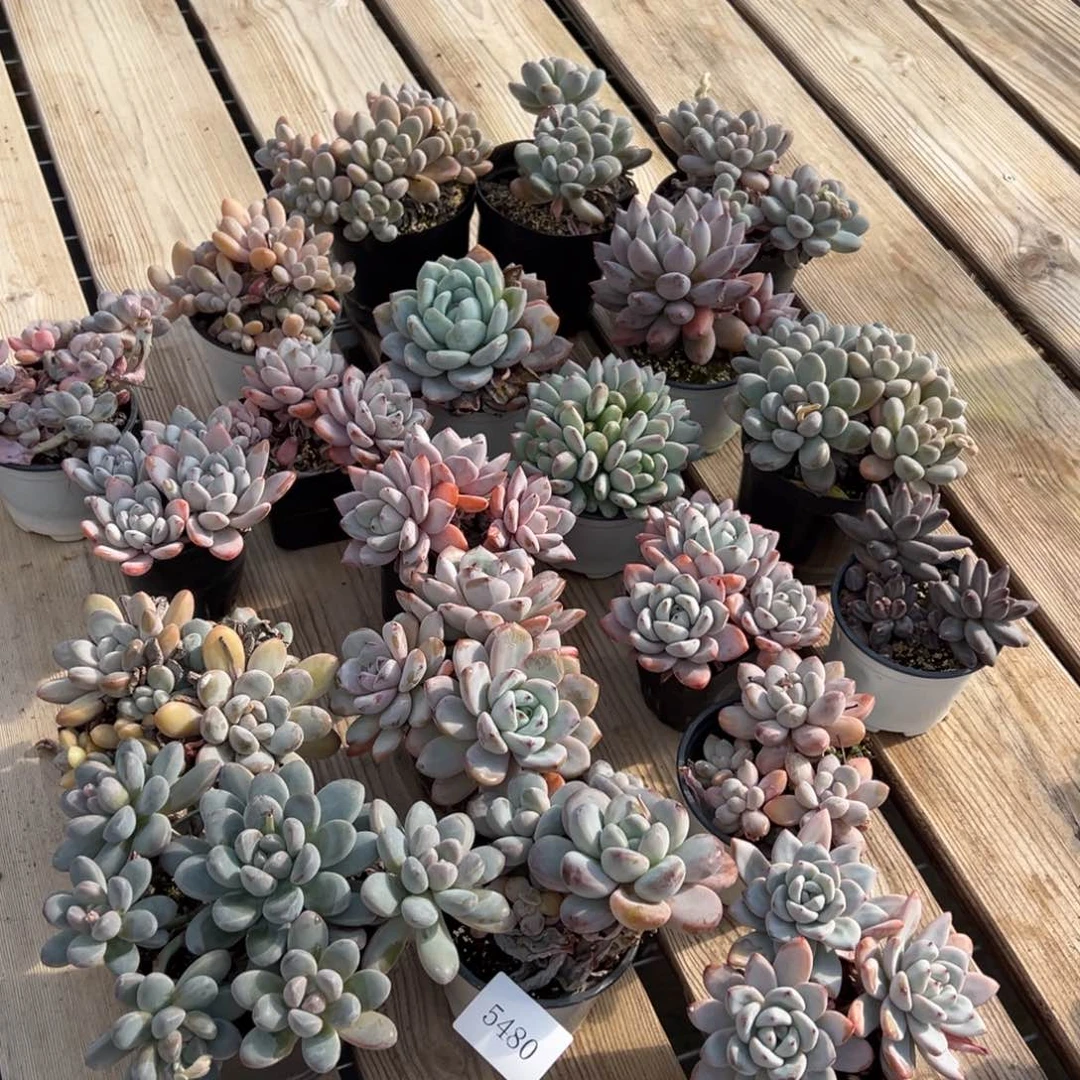 吃****?5480一筐20棵不包整肉肉肉肉肉肉肉