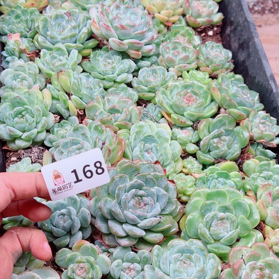 是***ᴗ多肉植物多肉植物