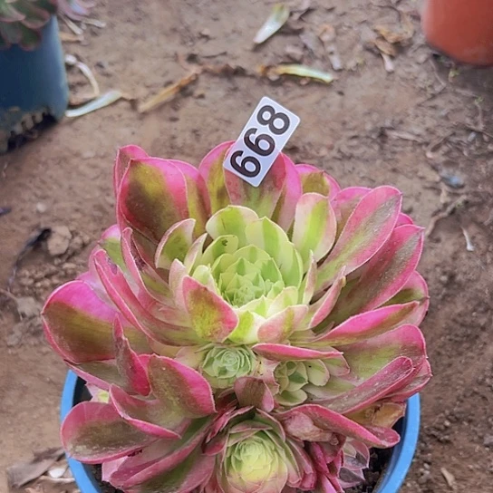 君*兰多肉植物一个