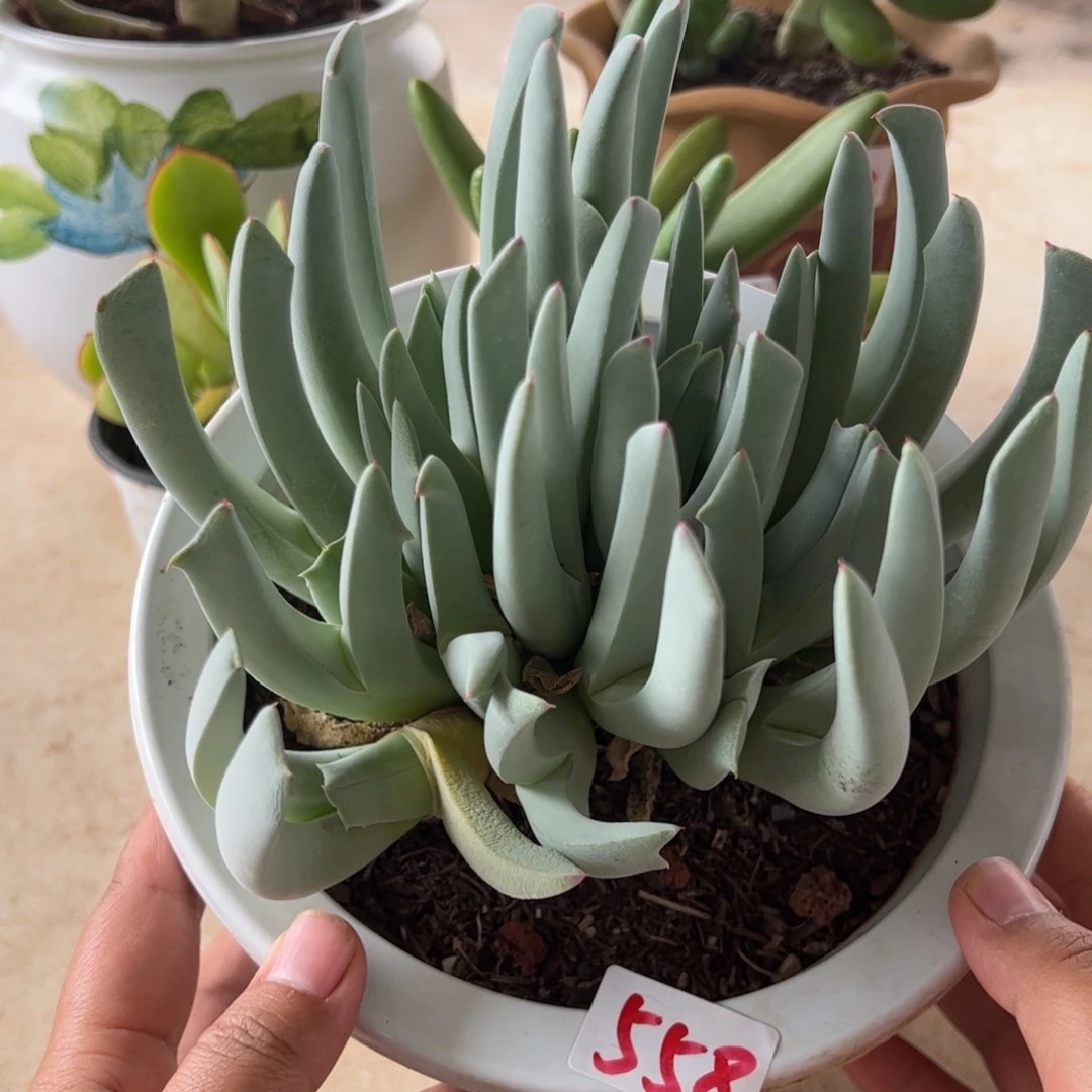 【闪购商品】虾钳花。558。 1111111