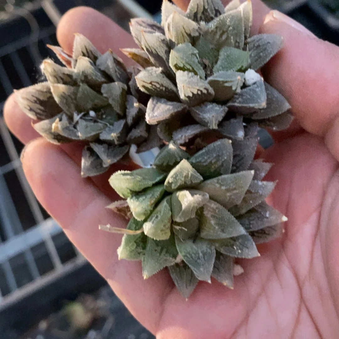 2510 一颗白帝城 超级福利