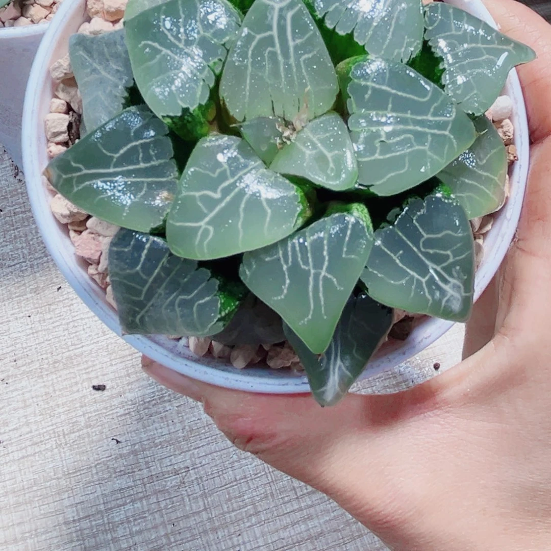 月影寿多肉植物6666