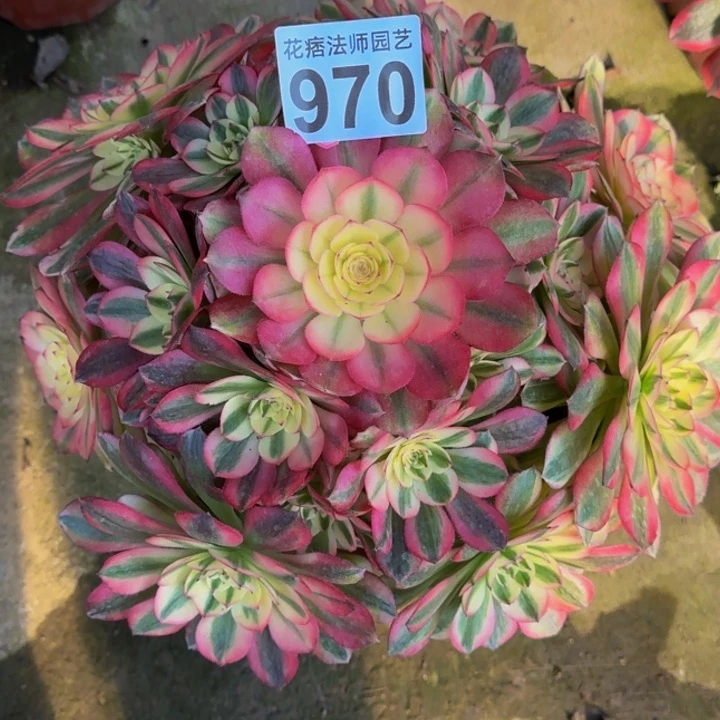 00000000970荔枝多肉植物