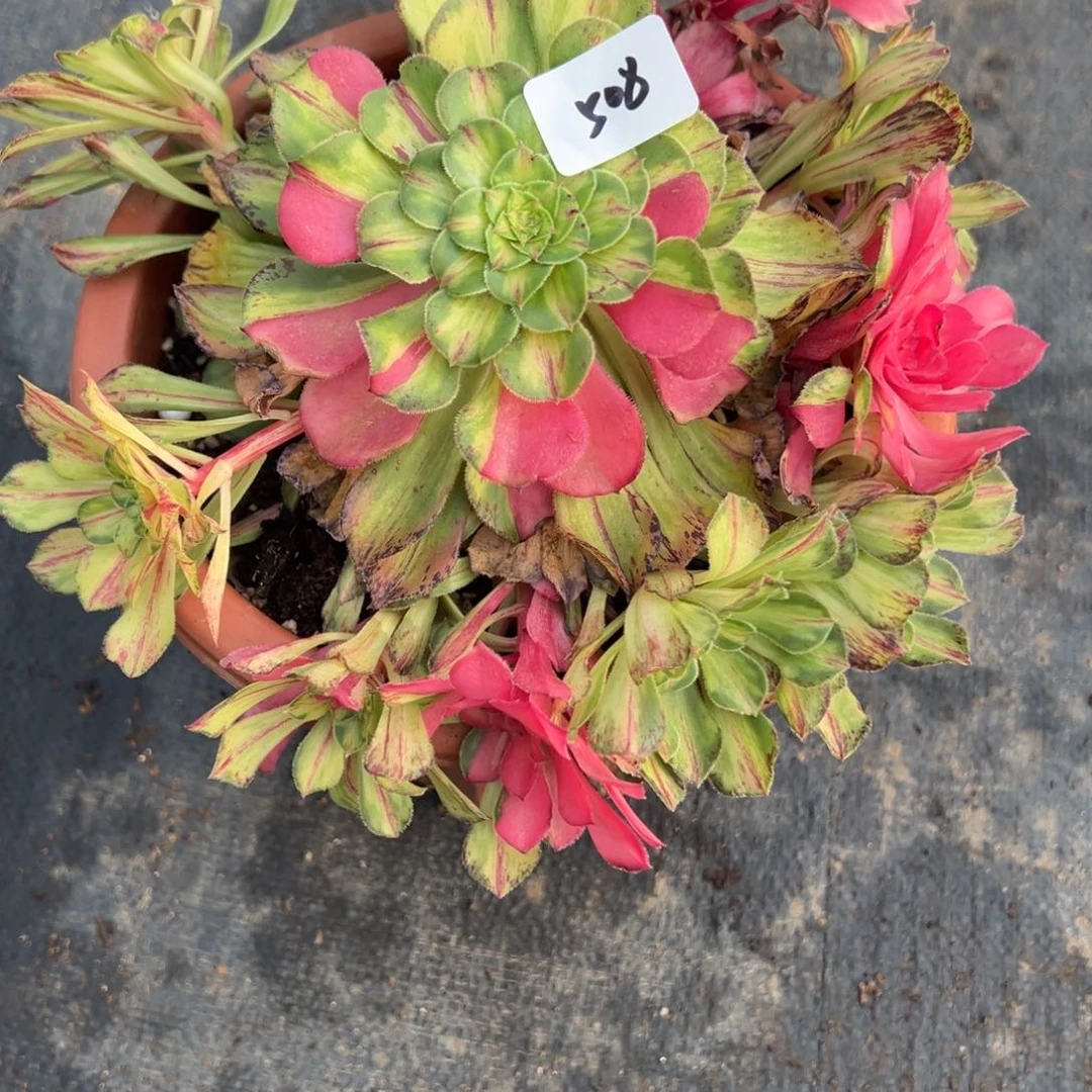 508知否无根多肉多肉多肉多肉