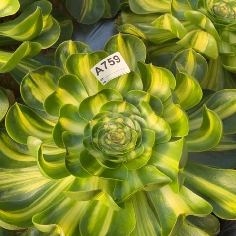 多肉植物暴君单头