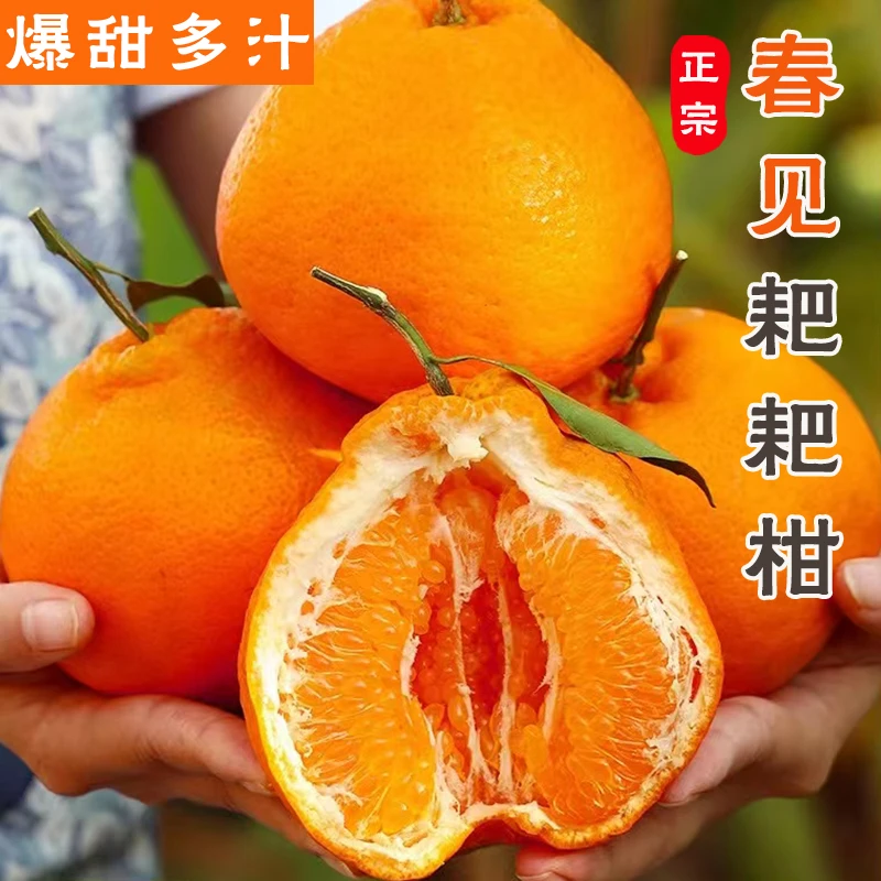 正宗四川春见耙耙柑特甜丑橘新鲜水果5斤8斤