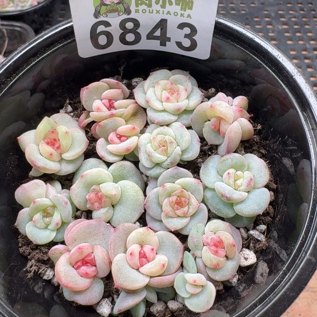 多肉植物多肉植物