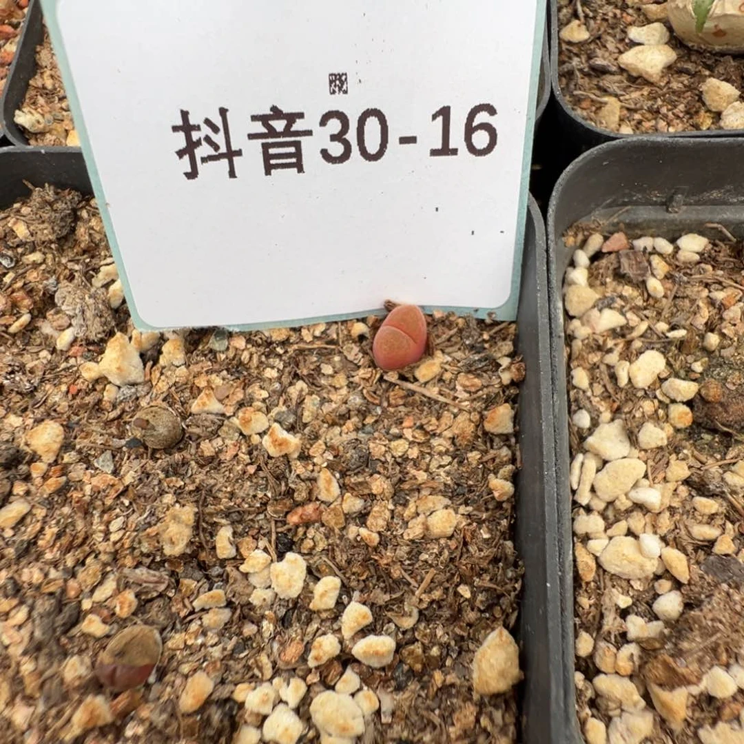 30-16m713风铃多肉植物，