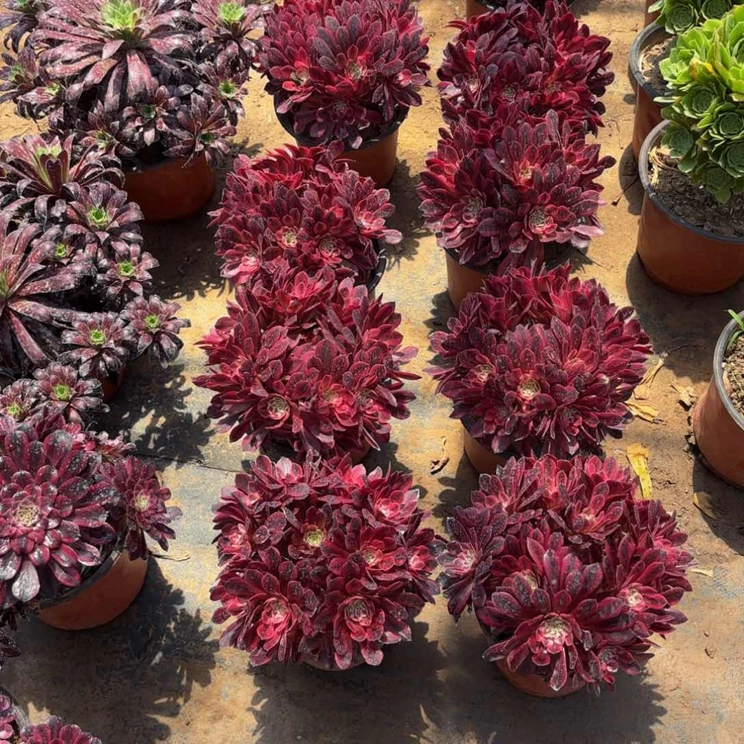 黑铜白绣球9.9多肉植物