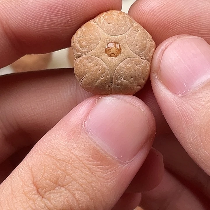 手串/手链杏核打孔不退不换