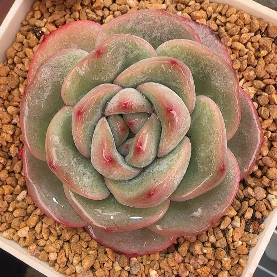 从前慢花园精选泡芙