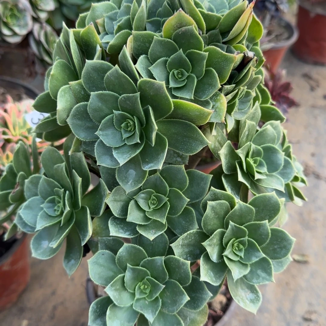 香腹454满20包邮断枝不包