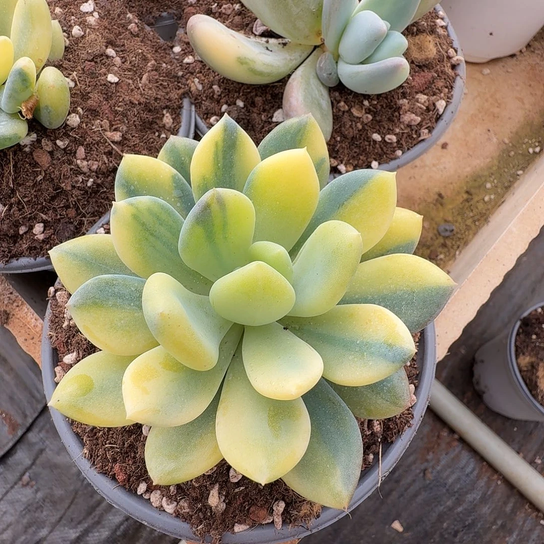 灰姑娘拉丝锦1111221-301