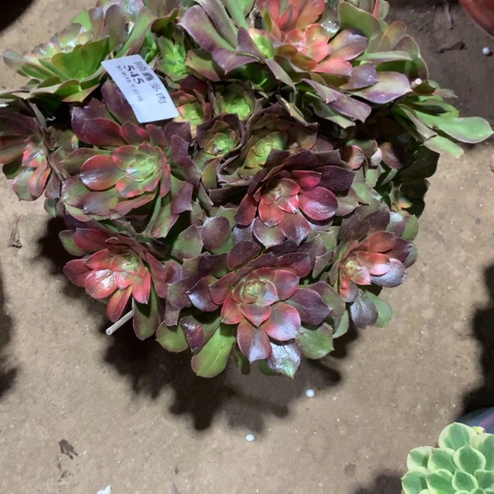 545洛神多肉植物特价