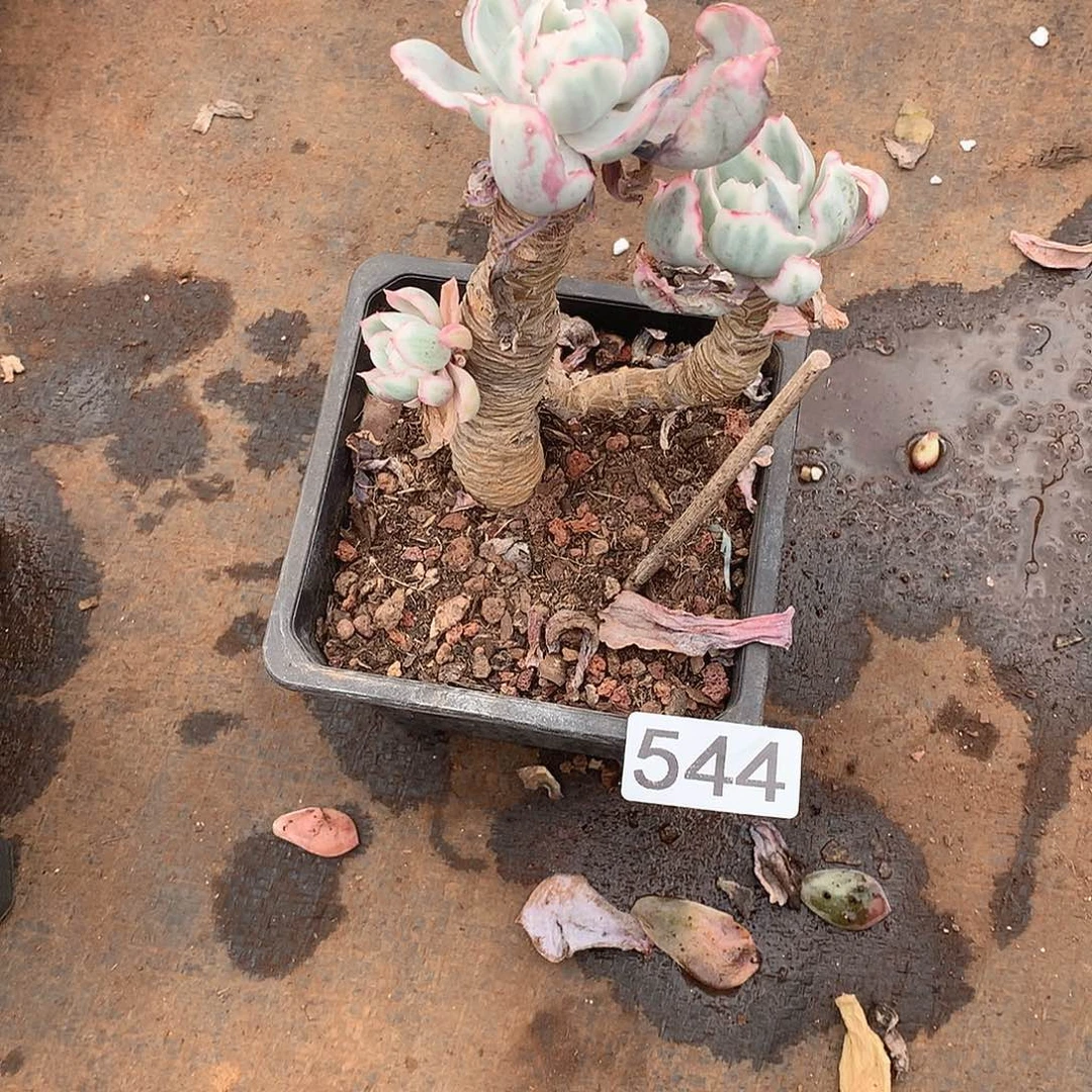 544 一物一拍多肉