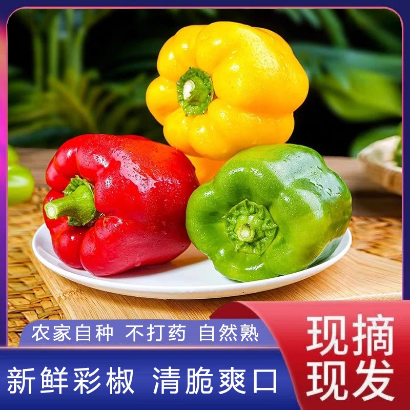 现摘现发山东寿光新鲜三色彩椒水果甜椒可生吃圆椒红黄绿蔬菜沙拉