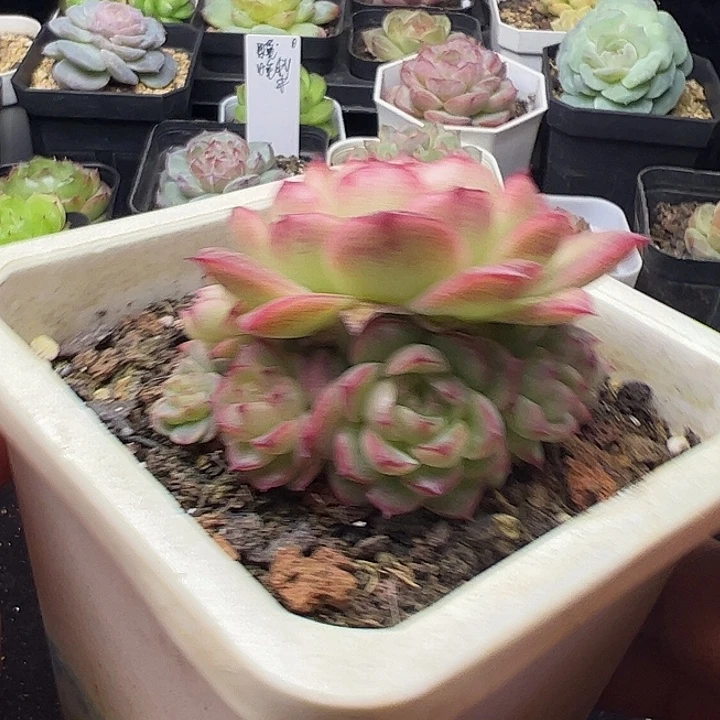 边线麦秆自然群111111