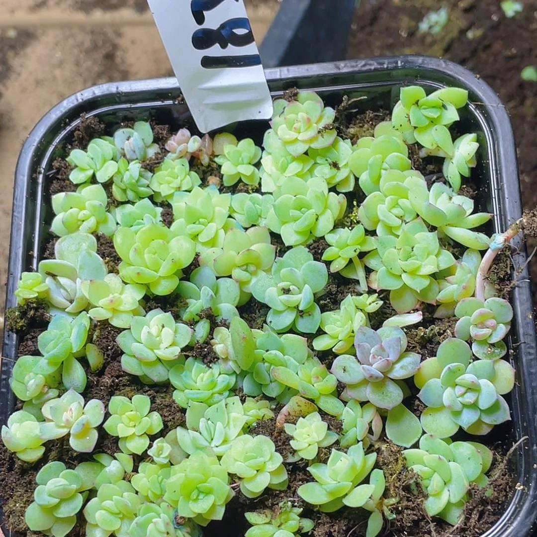 白***子多肉植物多肉植物183