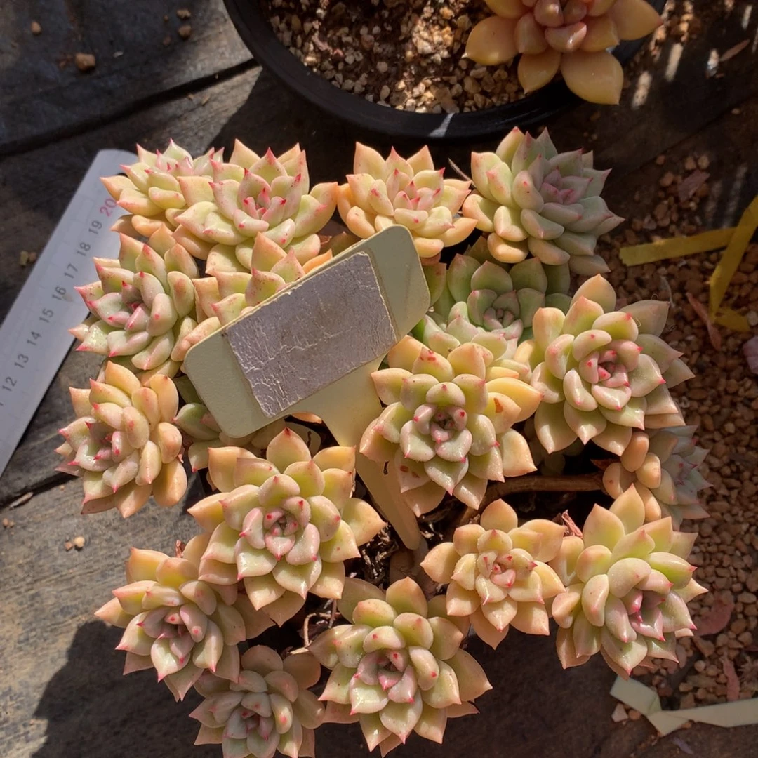 黄金璀璨72727272272727